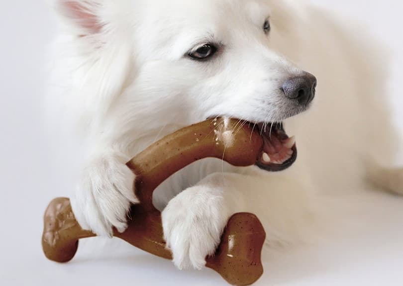Boxtraining: Eine Schritt-für-Schritt-Anleitung, um Ihren Hund an seine Box heranzuführen