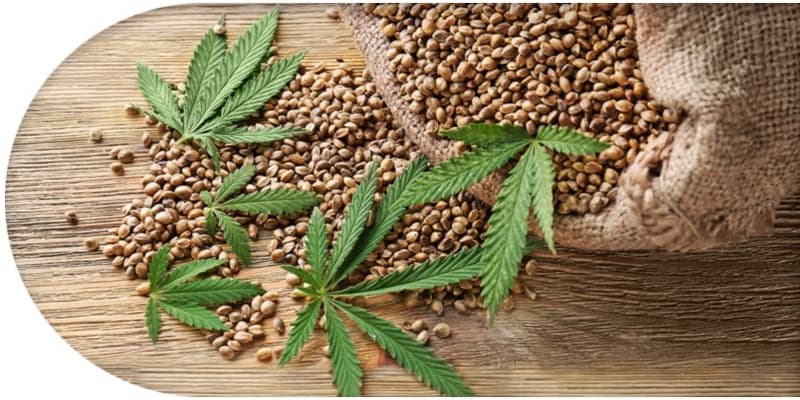 Ernten Sie Ihr eigenes Glück: Wo Sie Cannabissamen für Ihr persönliches Wohlbefinden kaufen können