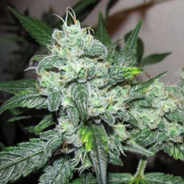 Banana Purple Punch Auto: Ernte wahnsinnige Erträge und erlebe ein intensives Körper-High!
