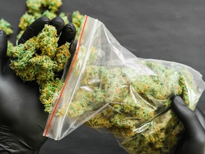 Hier gibt es die neuesten Strains – Cannabis Samen bestellen leicht gemacht
