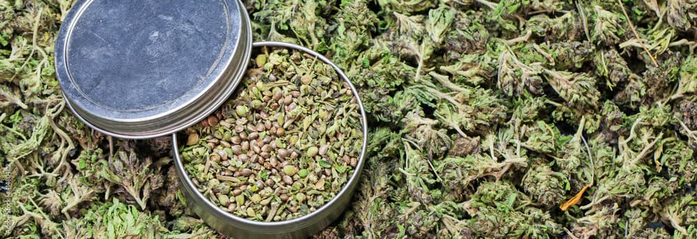 Cannabis Samen und Arthritis: Ein umfassender Leitfaden