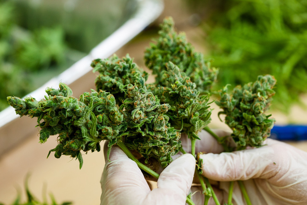 Hier gibt es die neuesten Strains – Cannabis Samen bestellen leicht gemacht