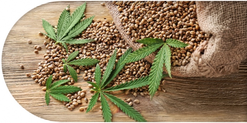 Ernten Sie Ihr eigenes Glück: Wo Sie Cannabissamen für Ihr persönliches Wohlbefinden kaufen können