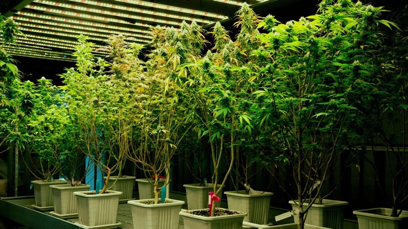 Wie Cannabis Samen zur Bekämpfung von Nahrungsmittelknappheit beitragen können