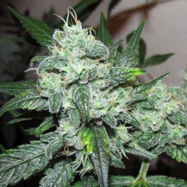 Banana Purple Punch Auto: Ernte wahnsinnige Erträge und erlebe ein intensives Körper-High!