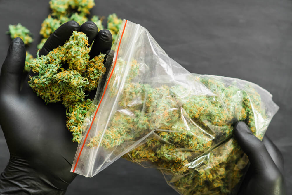 Hier gibt es die neuesten Strains – Cannabis Samen bestellen leicht gemacht